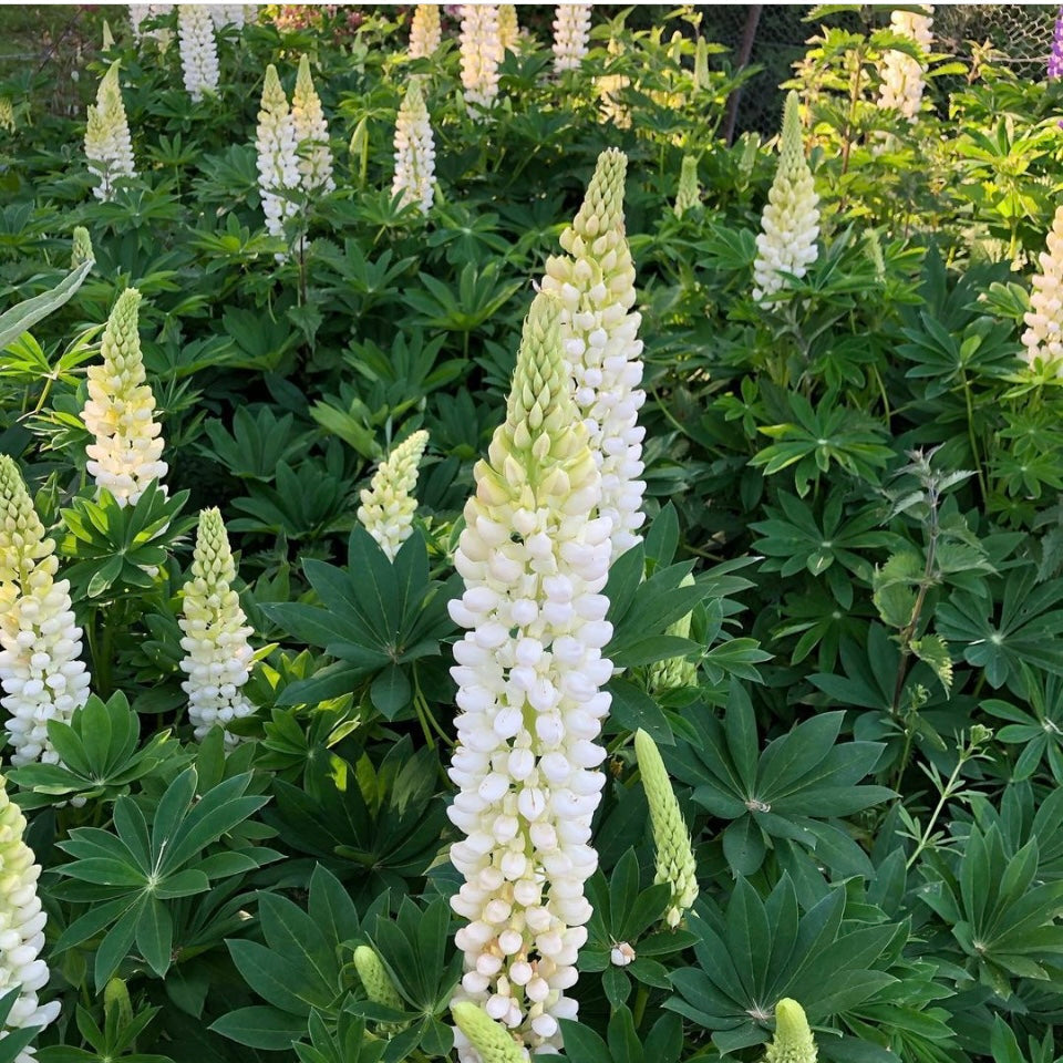 Lupin Noble Maiden, White, Plug Plant, Cottage Garden, Cut Flowers, Wildlife Friendly