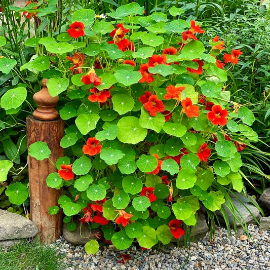 Nasturtium Empress of India, Tropaeolum majus, Plug Plants, Red, Bee and Wildlife Friendly, Cottage Garden Flowers