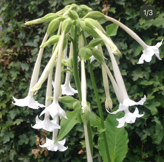 Nicotiana Sylvestris, Plug Plants, White, Bee and Wildlife Friendly, Cottage Garden