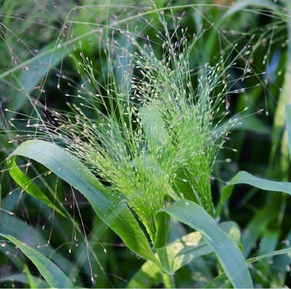 Panicum Elegans Frosted Explosion, Panic Grass, Ornamental Grass, Plug Plants