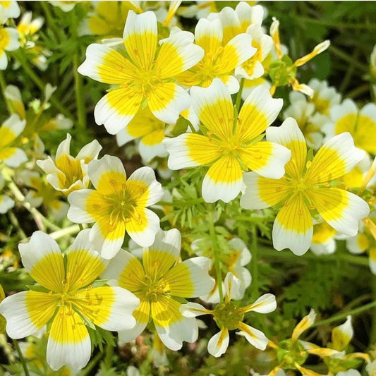 Poached Egg Plant, Limnanthes douglasii, Plug Plants, Yellow and White, Bee and Wildlife Friendly, Cottage Garden Cut Flowers