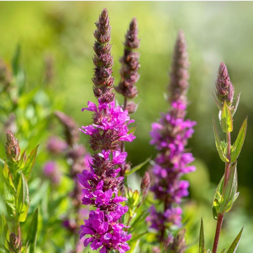 Purple Loosestrife, Lythrum salicaria, Plug Plants, Purple, Wildlife Friendly, Cottage Garden Cut Flowers