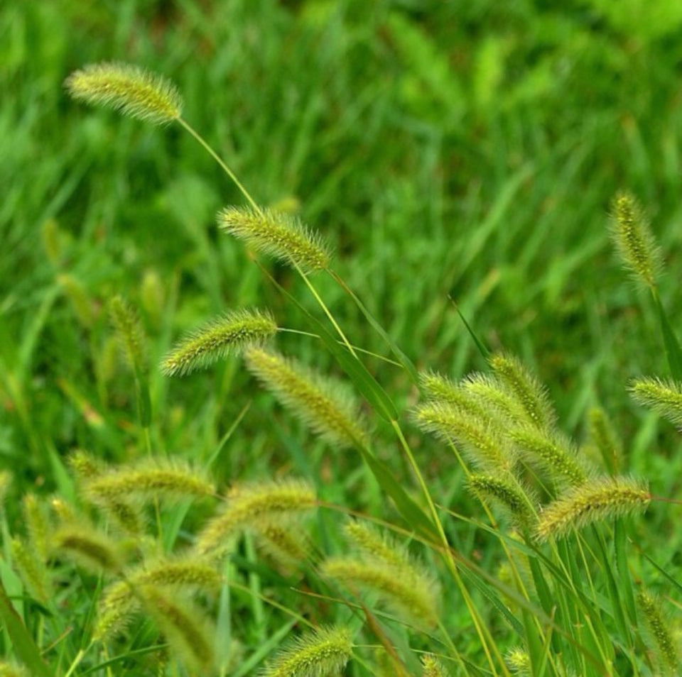 Yellow Foxtail, Setaria Glauca, Ornamental Grass, Plug Plant – The ...