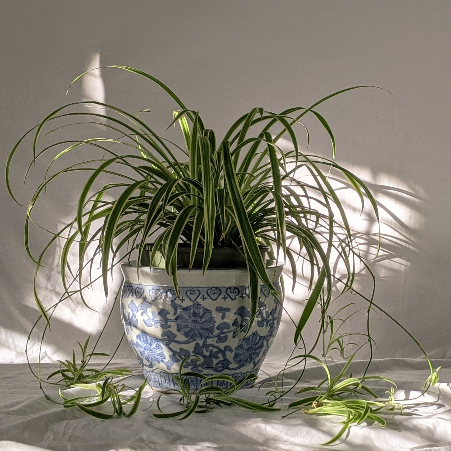 Spider Plant, Houseplant, Plug Plants, Chlorophytum, Bare root