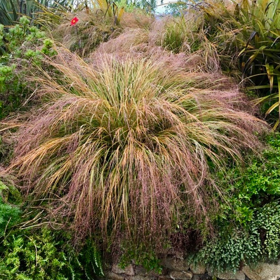 Pheasants Tails Achnatherum calamagrostis Stipa Arundinacea Ornamental Grass Plug Plant in Peat Free Compost