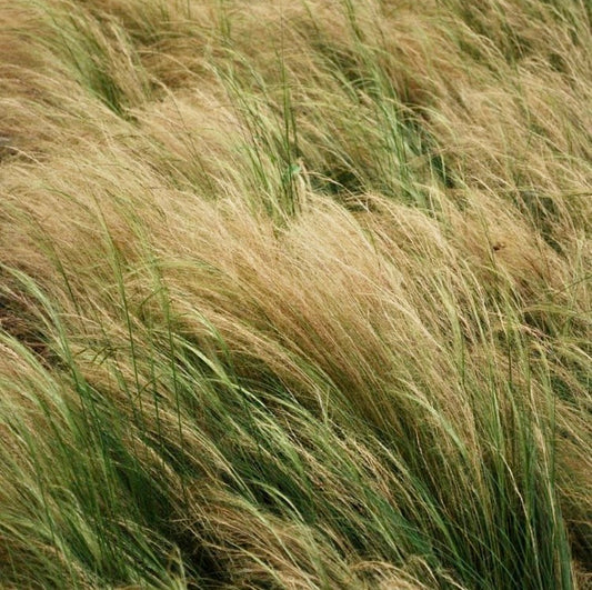 Tall Feather Grass Elegant Stipa Elegantissima Ornamental Grass Plug Plant