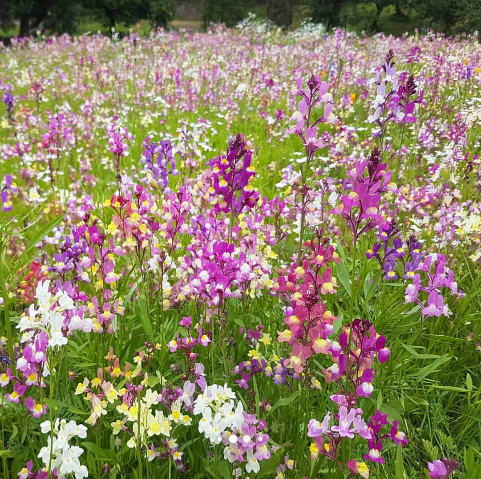 Toadflax Fairy Bouquet, Linaria Maroccana, Plug Plants, Wildlife Friendly, Cottage Garden