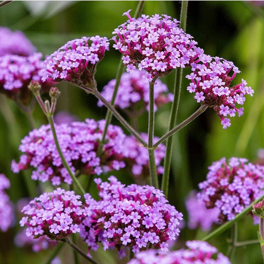 Verbena Bonariensis, Plug Plants, Bee and Wildlife Friendly, Cottage Garden, Cut Flowers