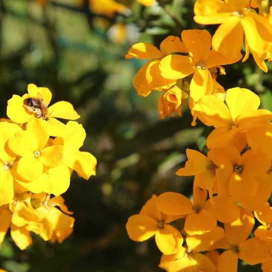 Wallflower Golden Bedder, Erysimum Cheiri, Plug Plants, Yellow, Bee and Wildlife Friendly, Cottage Garden, Cut Flowers