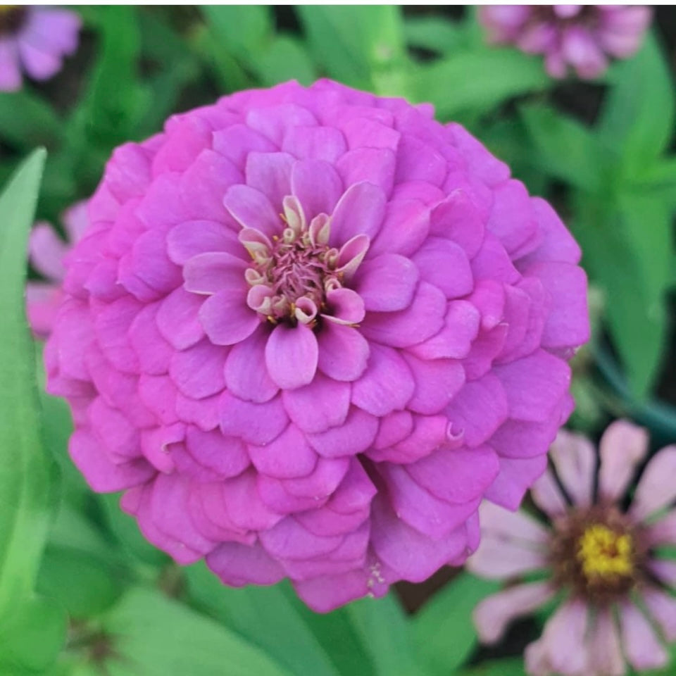 Zinnia Elegans Dream, Pink, Plug Plants, Bee and Wildlife Friendly, Cottage Garden, Cut Flowers