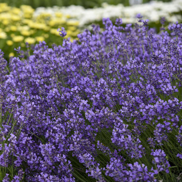 English Lavender Munstead, Purple, Plug Plants, Wildlife Friendly, Cottage Garden, Cut Flowers