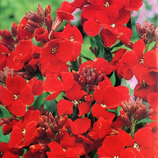 Wallflower ‘Scarlet Bedder’, Erysimum Cheiri, Plug Plants, Red, Bee and Wildlife Friendly, Cottage Garden, Cut Flowers