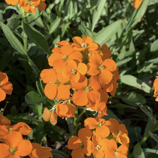 Wallflower Orange Bedder, Erysimum Cheiri, Plug Plants, Wildlife Friendly, Cottage Garden