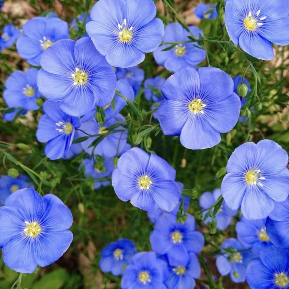 Blue Flax, Plug Plants, Wildlife Friendly, Cottage Garden, Cut Flowers