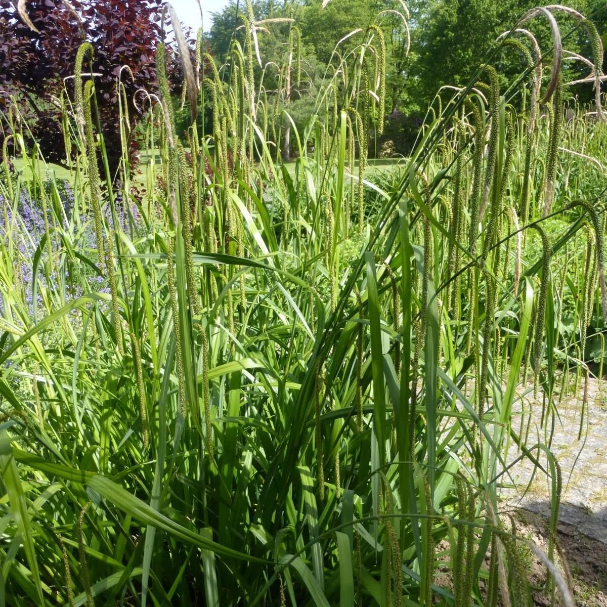 Carex Pendula Pendulous Sedge Ornamental Grass Plug Plant in Peat Free Compost