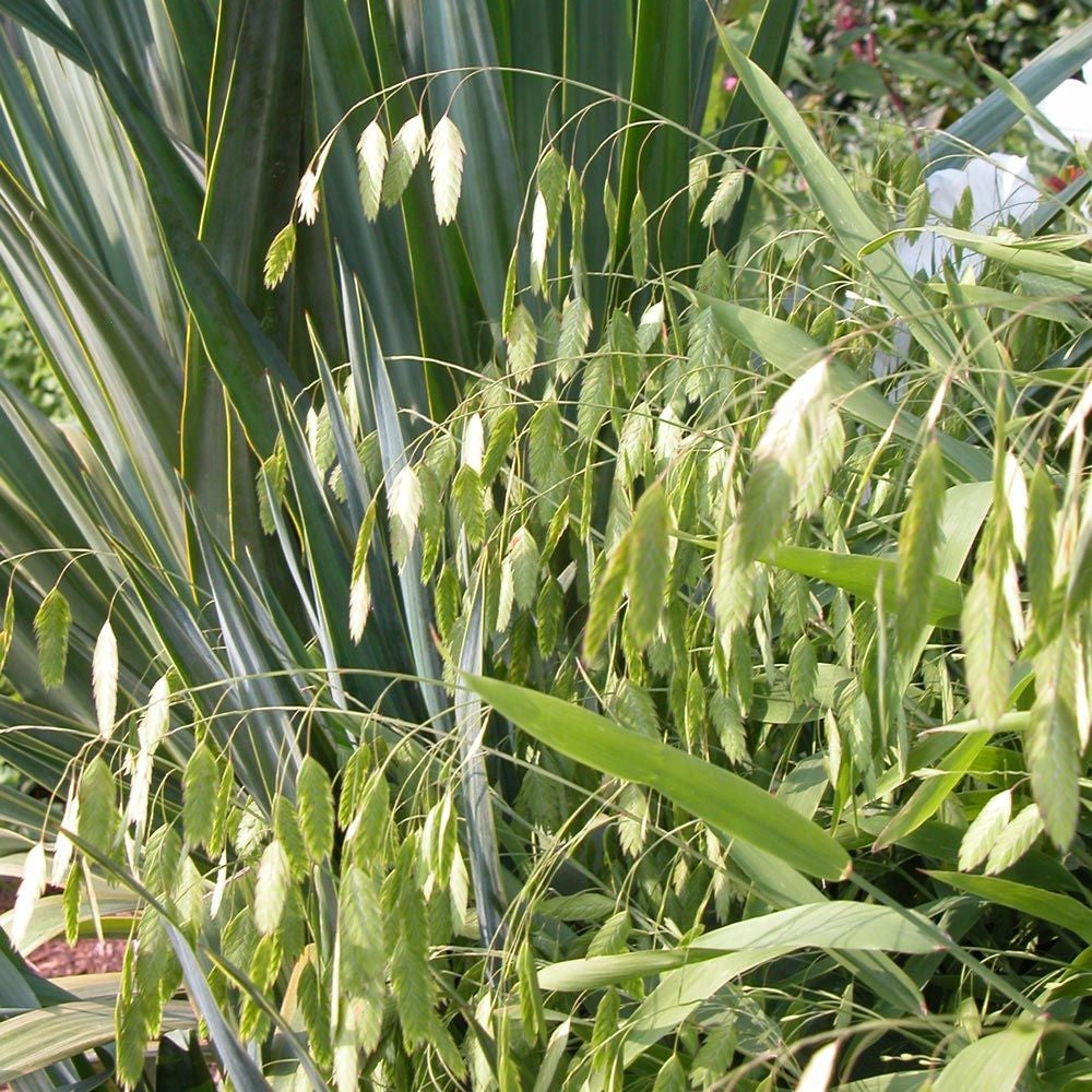 Chasmanthium Latifolium Wild Oat Ornamental Grass Plug Plant