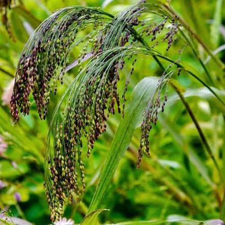 Panic Grass, Panicum Miliaceum Violaceum, Ornamental Grass, Plug Plant