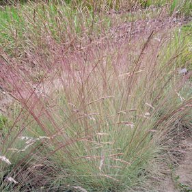 Amethyst Fescue Festuca Amethystina Ornamental Grass Plug Plant