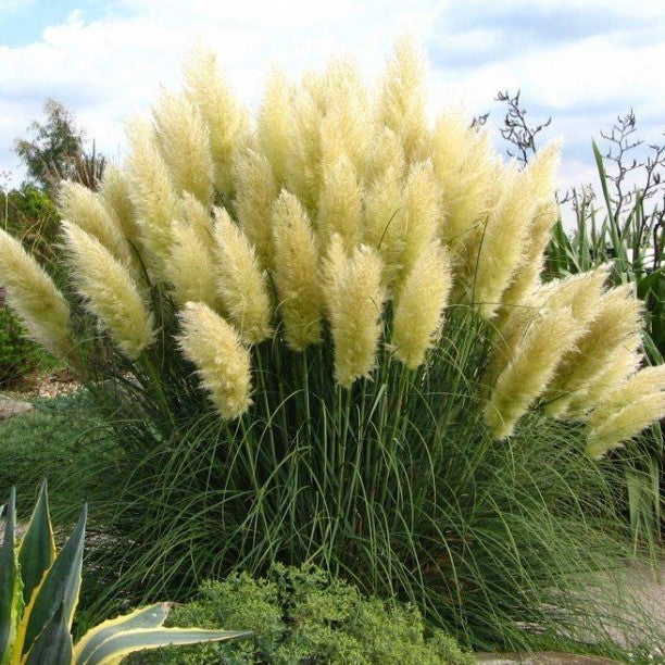 Pampas Grass White Ornamental Plug Plants Cortaderia Selloana