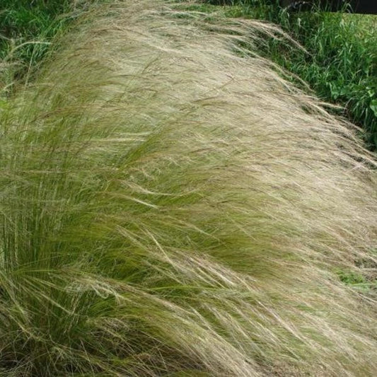 Lessing Feather Gass Stipa Lessingiana Ornamental Grass Plug Plant