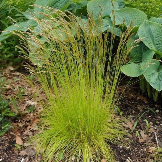 Deschampsia Flexuosa, Wavy Hair Grass, Ornamental Grass, Plug Plants